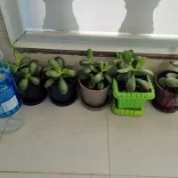 کراسولا یشم|گل و گیاه طبیعی|تبریز, |دیوار