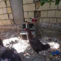 مرغ وخروس لاری