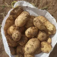 فروش سیب زمینی