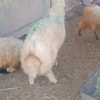 بره قوچ|حیوانات مزرعه|هندمینی, |دیوار