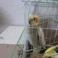 دو عدد عروس هلندی نر وماده دستی سالم تکی و جفت|پرنده|فردیس, نیروگاه برق|دیوار