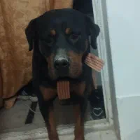 واگذاری سگ روتوایلر|سگ|صباشهر, |دیوار