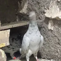 سلام دوستان یک نر ماده سار سیاه خوشگل|پرنده|تربت‌حیدریه, مورشک|دیوار