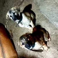 واگذاری توله سرابی