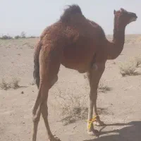 شتر|حیوانات مزرعه|گوهرکوه, |دیوار