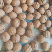 گردو