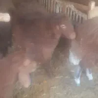 بره نر و بزغاله ماده