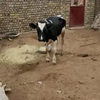 گوساله ه