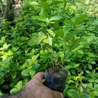 شمشاد طلایی نایلکس|گل و گیاه طبیعی|بابل, |دیوار