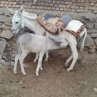 هر۲‌سالم‌هستن‌خر‌شیر‌هم‌میده‌‌