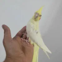 عروس هلندی|پرنده|مشهد, شهید قربانی|دیوار