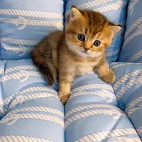 شهر گربه های پشمالو (پرشین بریتیش اسکاتیش)|گربه|اهواز, کیانپارس |دیوار