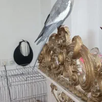 عروس هلندی سخنگو|پرنده|قرچک, مهدیه|دیوار