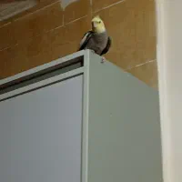 جم سالم وسخنگو|پرنده|جم, |دیوار