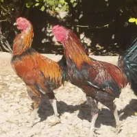 فروش خروس لاری و تزیینی مرغ جوجه