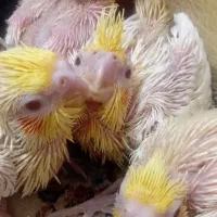 جوجه سرلاکی لوتینو