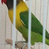 کوتوله آبی کاربری نقاب سیاه نر۱عددو۳عددسبز|پرنده|فولادشهر, مسکن مهر فولادشهر|دیوار