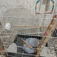 قفس پرنده