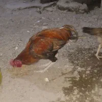 مرغ فروش فوری|حیوانات مزرعه|ایرانشهر, |دیوار