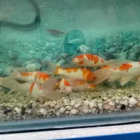 ۱۰ عدد ماهی کوی نژاد کوآکو دونه ایی ۱ میلیون|ماهی|میبد, |دیوار