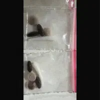 کتاب مهره سنگ و دعا