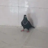 کبوتر