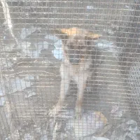 ژرمن|سگ|جونقان, |دیوار