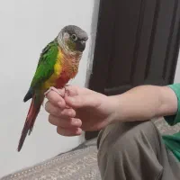 طوطی گرینچیک