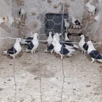 کفتر پشت سیاه