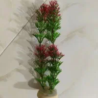 وسایل اکفاریوم|ماهی|شیراز, شهرک رضوان|دیوار