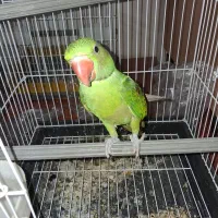 شاه طوطی نر شاه تخم