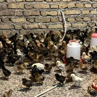 جوجه گلپایگانی اصلاح نژاد شده ( تخم‌گذار)