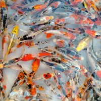 ماهی زینتی خاص|ماهی|لنجان, |دیوار