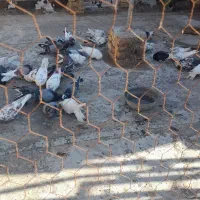 کبوتر فروشی|پرنده|اشکذر, |دیوار