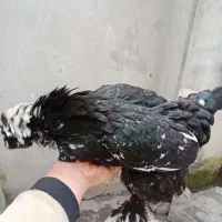 فروش مرغ و خروس سلطان لهستانی