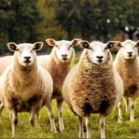 بره6ماهه کاوور ماده نر بازده گوشت نصفه