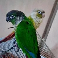 گرینجیک نرو ماده اهلی رقاص