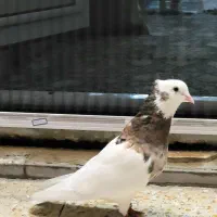 کبوتر کفتر طوقی سرور