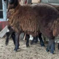 بره سوپر چاق نر و ماده|حیوانات مزرعه|سیمین شهر, |دیوار