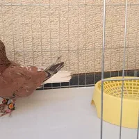 شهری چپ سرور|پرنده|صدرا-فارس, فاز ۱|دیوار