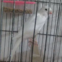 تعدادی قناری فروشی|پرنده|کوهبنان, |دیوار