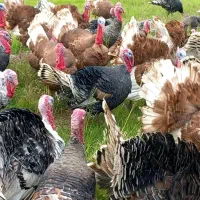 بوقلمون محلی|حیوانات مزرعه|آستانه اشرفیه, |دیوار