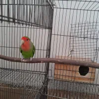 طوطی برزیلی