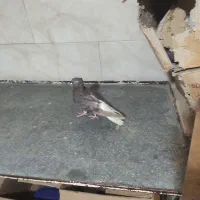 کبوتر دمسفید