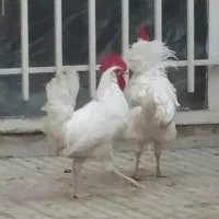 ۳ عدد خروس سفید