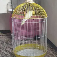 پرنده|پرنده|مریوان, |دیوار