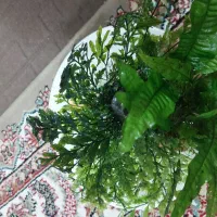گیاه جاوا و بولبیتیس