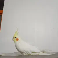 عروس هلندی نر وماده|پرنده|شوشتر, |دیوار