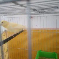 قناری رد فاکتور