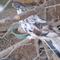 کفتره جفت قاره جوان و ذات دار|پرنده|یزد, |دیوار